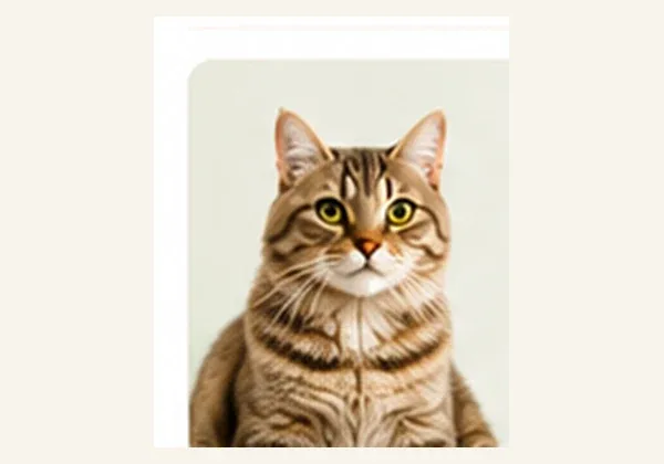 KEDİ DÜNYASI