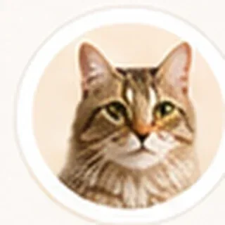Kedi