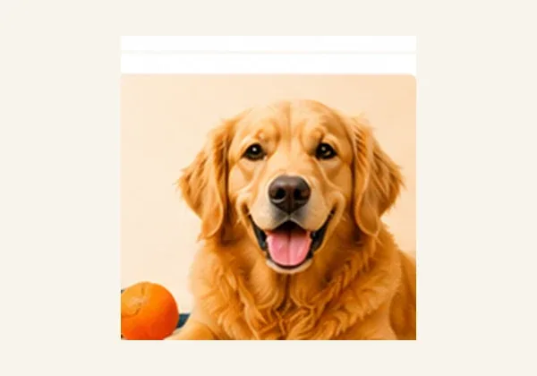 KÖPEK DÜNYASI