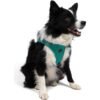 Tailpetz Air-Mesh Harness Köpek Göğüs Tasması Yeşil S